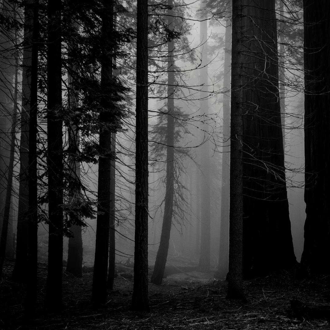 Misty forest with tall trees in black and white