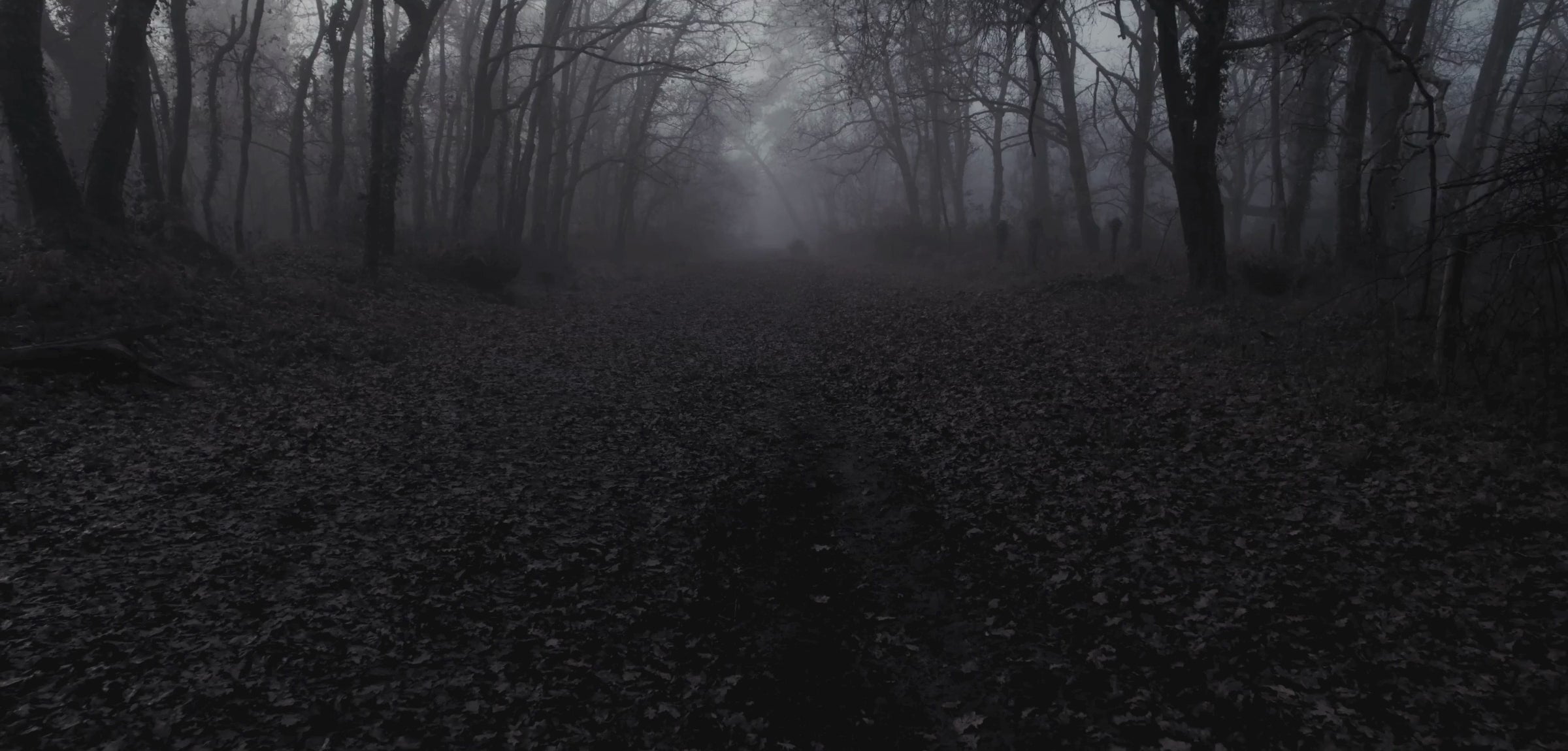 Moving video of dark haunted woods.