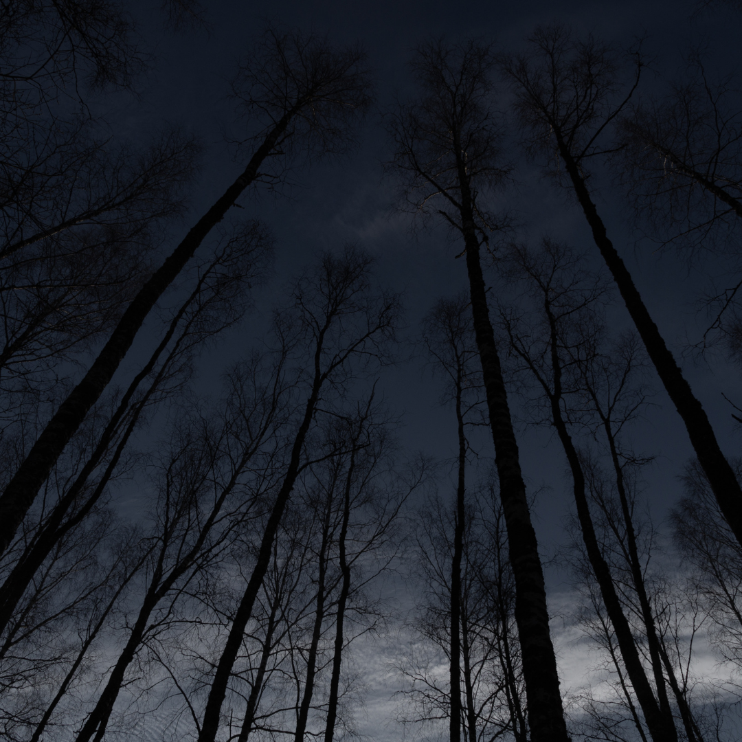 Silhouettes of tall trees against a dark sky